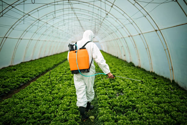Best Pest Removal Services  in Fmington, AR