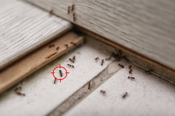 Best Best Pest Control Companies  in Fmington, AR