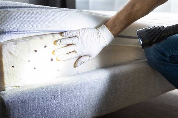 Best Wasp Removal Services  in Fmington, AR