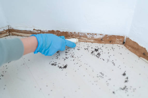 Best Pest Prevention Services  in Fmington, AR