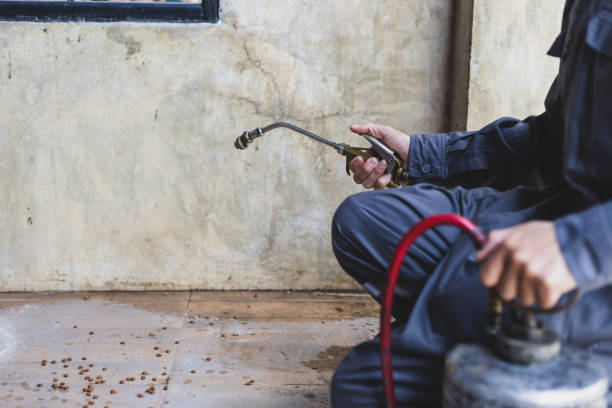 Best Rat Extermination Near Me  in Fmington, AR